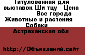 Титулованная для выставок Ши-тцу › Цена ­ 100 000 - Все города Животные и растения » Собаки   . Астраханская обл.